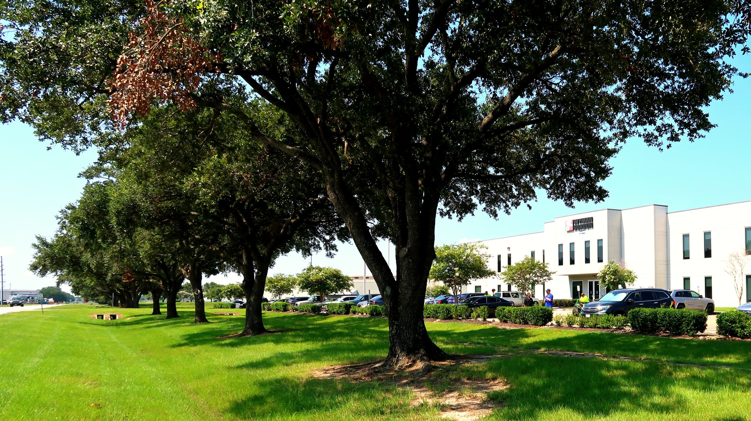 "Mature live oak trees maintained at a commercial property in Houston